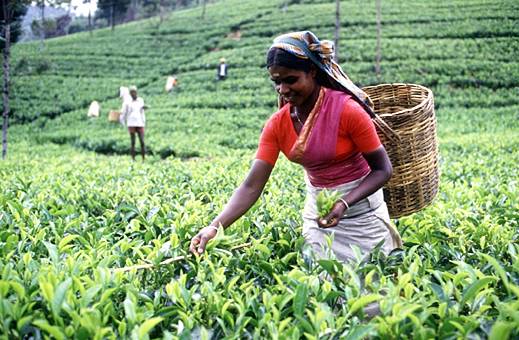 Maternal Health and Economic Health